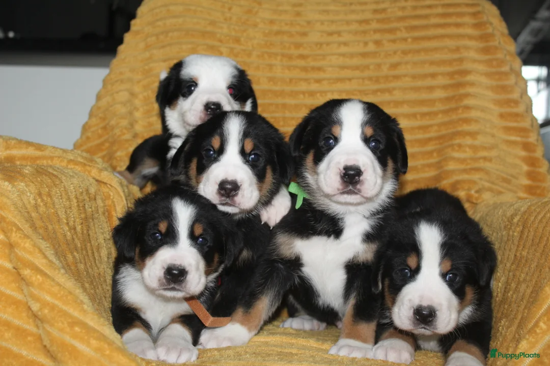 Grote Zwitserse Sennenhond honden te koop: Super leuke grote Zwitserse Sennen pups - Advertentie 15