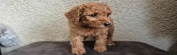 Cockapoo honden te koop: 2 mooie cockapoo meisjes - Advertentie 3