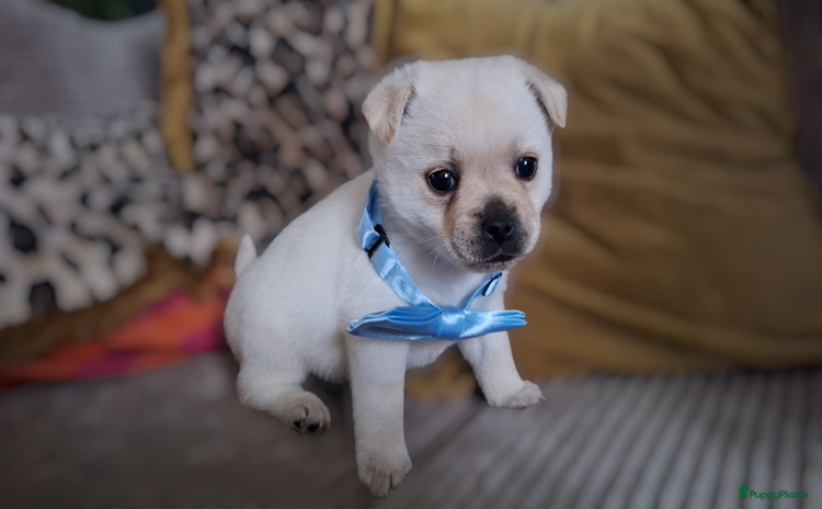 Kruising honden - Advertentie 4