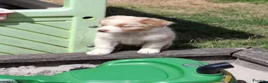 Red merle teefje