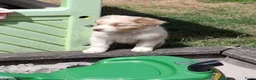 Australian Shepherd honden te koop: Raszuivere Australian Shepherd pups, getest ouders - Advertentie 6