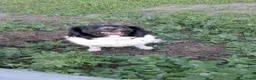 Friese Stabij honden te koop: Friese Stabij puppy's - Advertentie 8