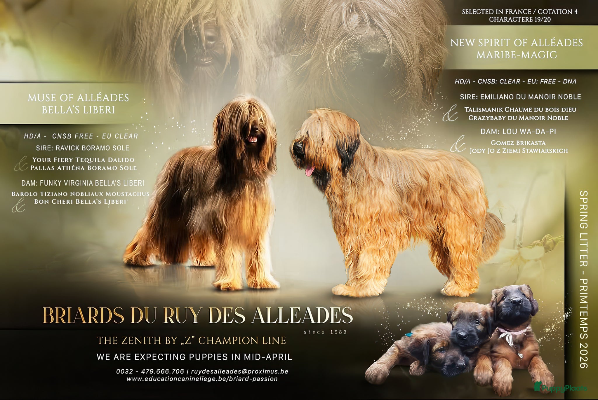 Briard honden De pups van Briard zoeken een lief en goed gezin. - Advertentie 1