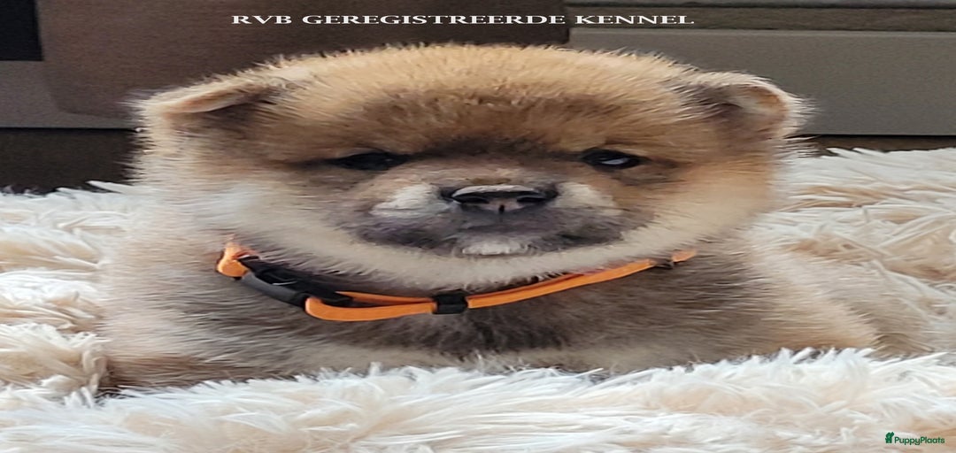 Galerij afbeelding {{count}}