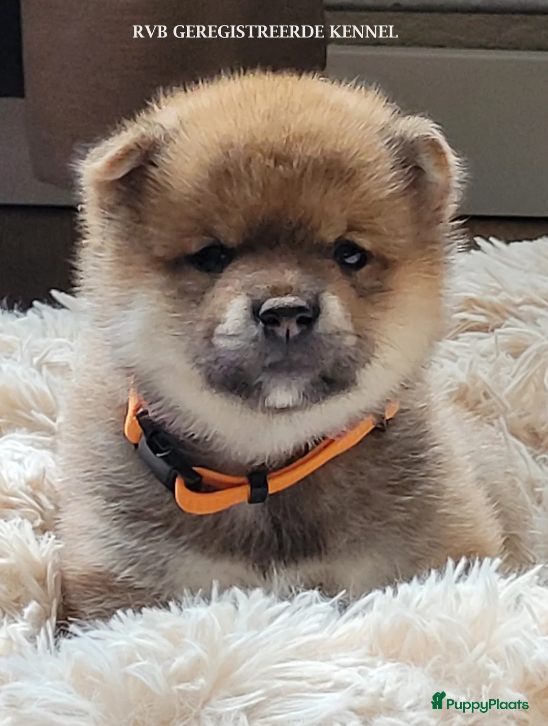 Galerij afbeelding {{count}}