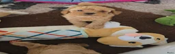 Maltipoo honden te koop: Mooie Maltipoo Pups puppies ( toy poedel ) - Advertentie 19