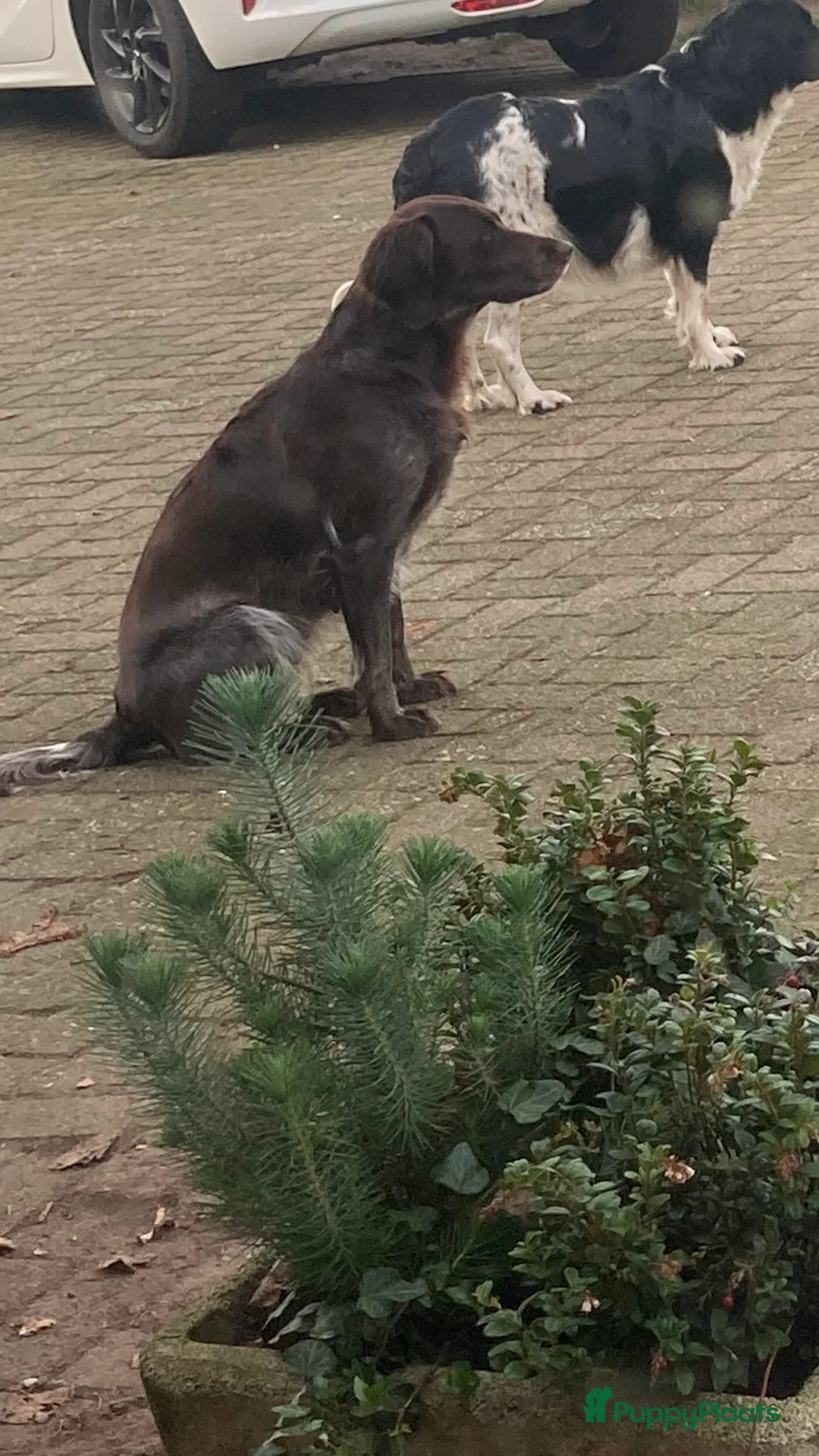 Kruising honden te koop: Heidewachtel/Friese Stabij/ Wetterhoun pups - Advertentie 14