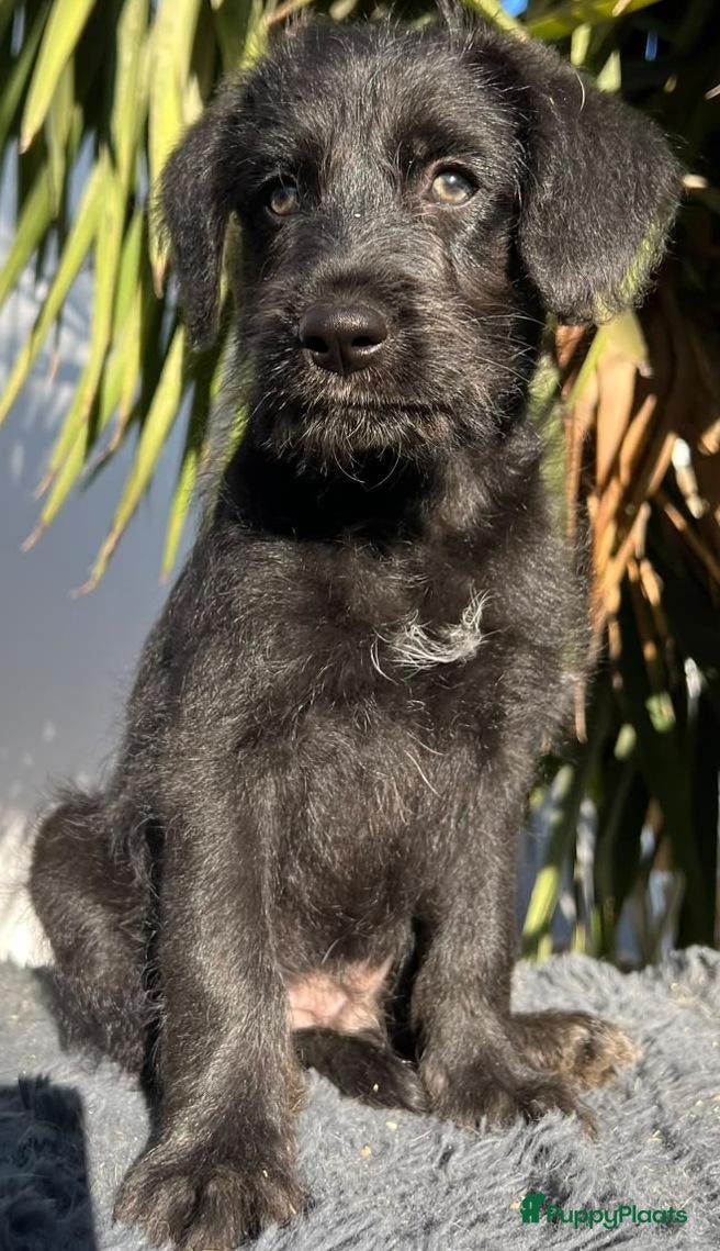 Kruising honden Arno waar mag zijn mandje komen te staan?  - Advertentie 5