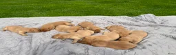 Labrador Retriever honden te koop: Field trial labrador pups fox red - Advertentie 6