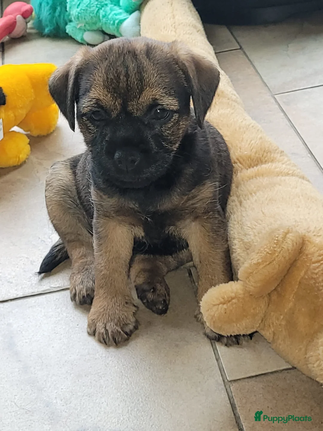 Border Terriër honden ter dekking: Border Terrier Dekreu!  06 41290018 in Losser - Advertentie 20