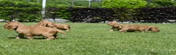 Engelse Cocker Spaniel honden te koop: Speelse Engelse Cocker Spaniel pups - Advertentie 6