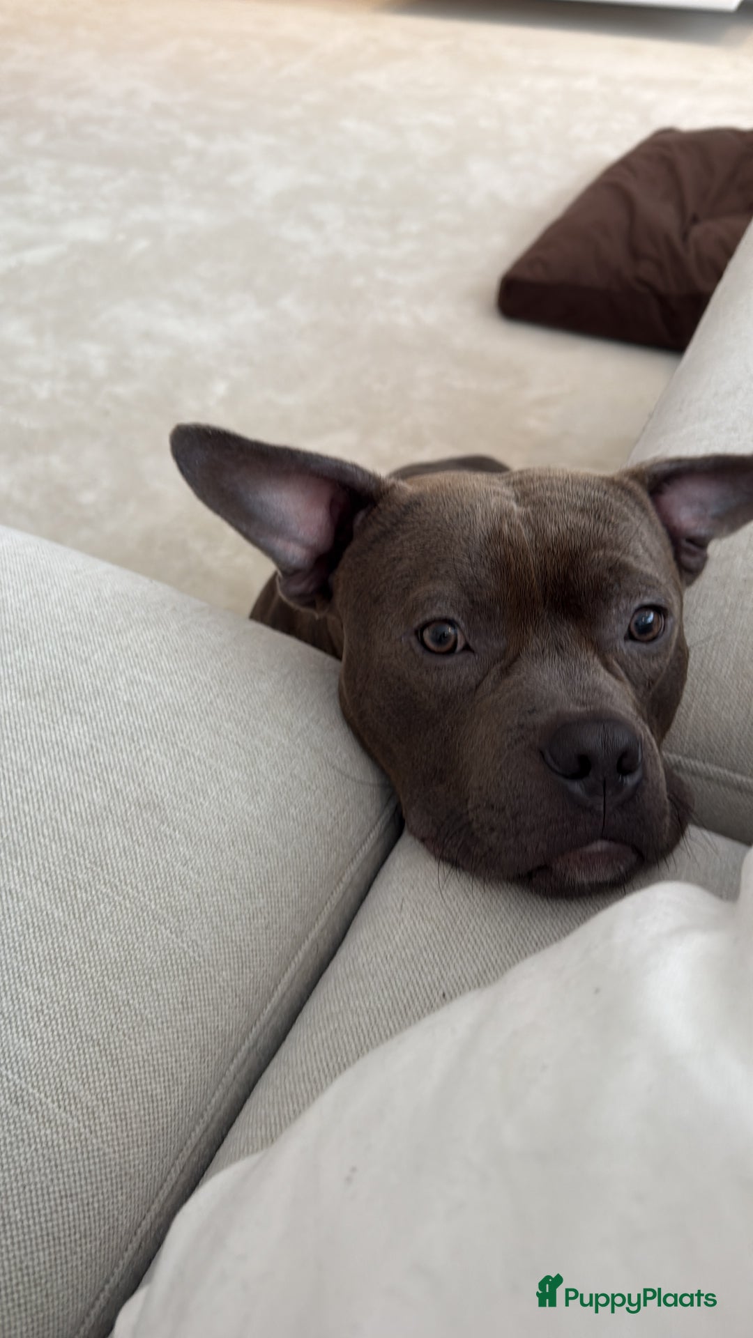 American Staffordshire Terriër honden ter adoptie: Jonge, goed opgevoede reu – Amstaff x Pocket Bully - Advertentie 3