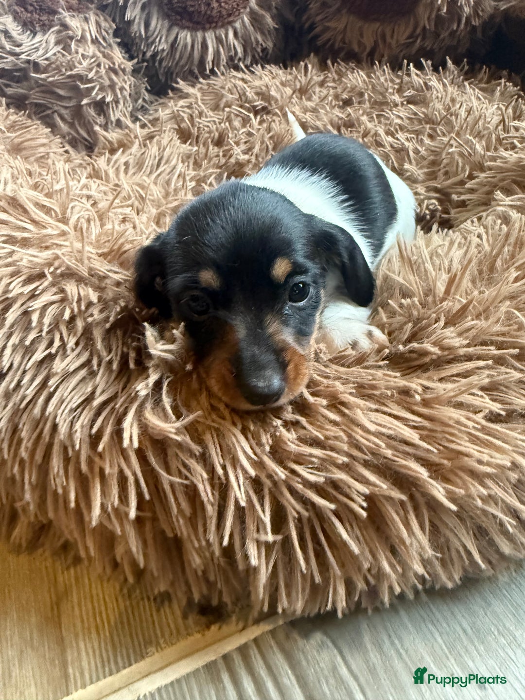 Teckel (korthaar)  honden te koop: Piebald dwergteckel pups - Advertentie 6