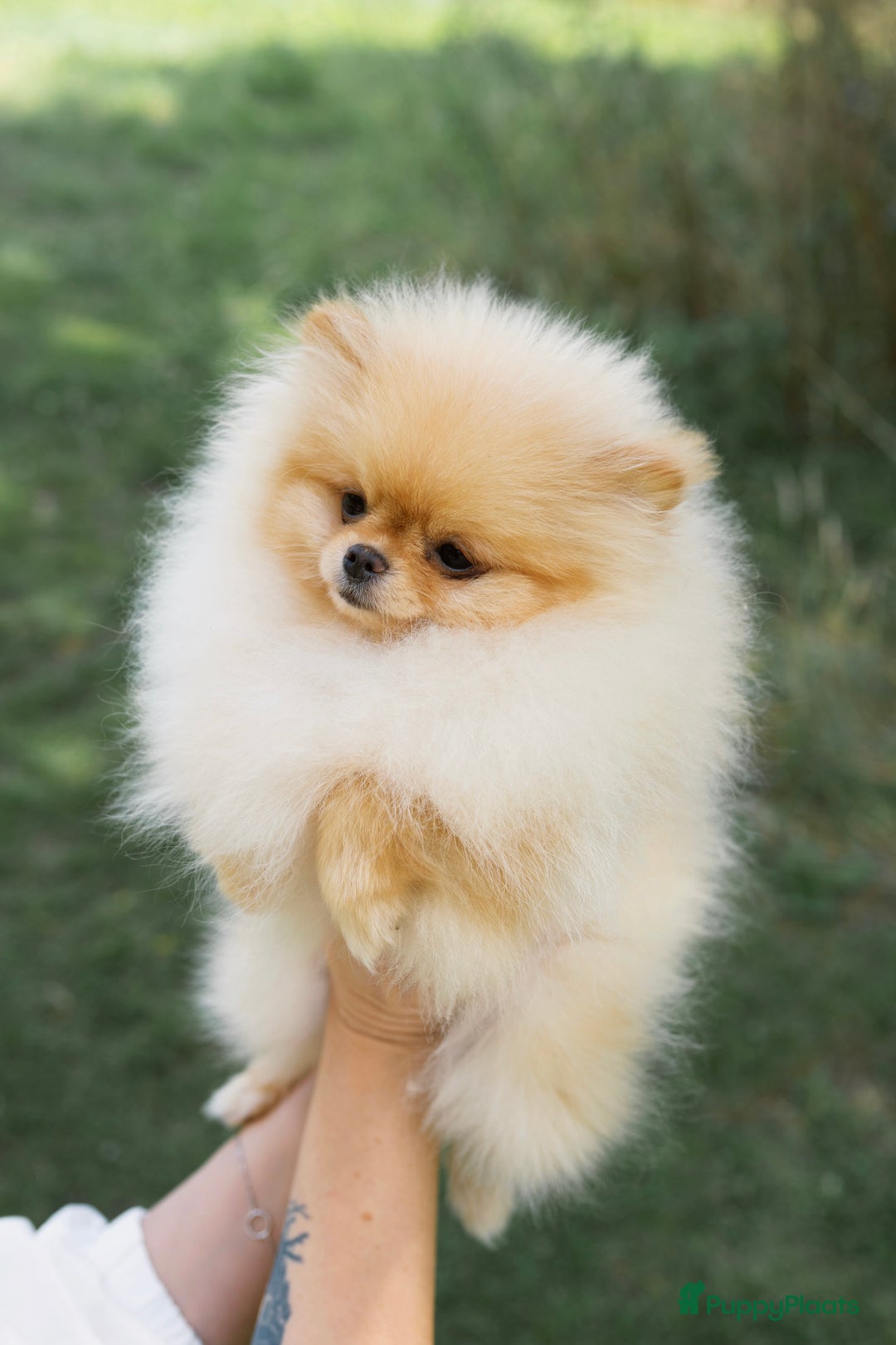 Pomeriaan honden te koop: Pomeranian❤️ - Afbeelding 5