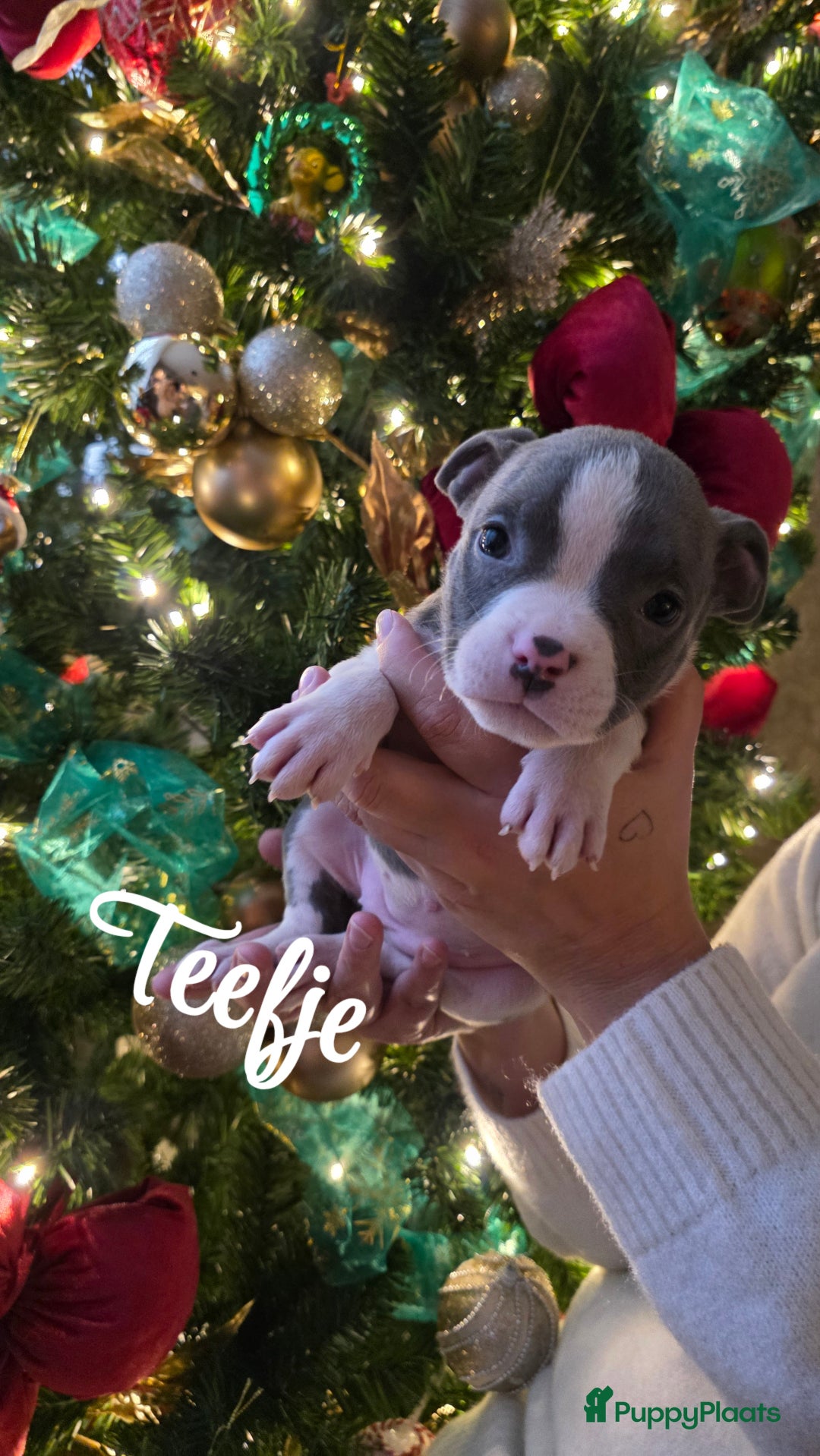 Amerikaanse Bully honden te koop: Pocket bully bleu grey  - Advertentie 7