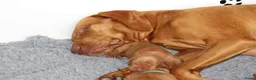 Vizsla korthaar honden te koop: Prachtge Vizsla's met stamboom - Advertentie 7