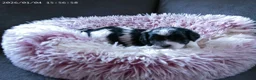 Shihpoo honden te koop: Lieve shihpoo pupjes te koop ook bruin/wit - Advertentie 5
