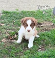 Australian Shepherd reutje 3