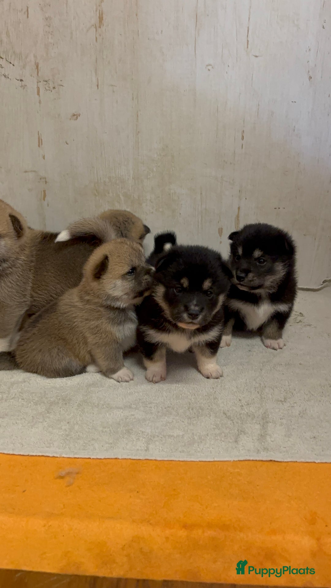 Shiba honden te koop: Shiba inu in Genk - Afbeelding 16