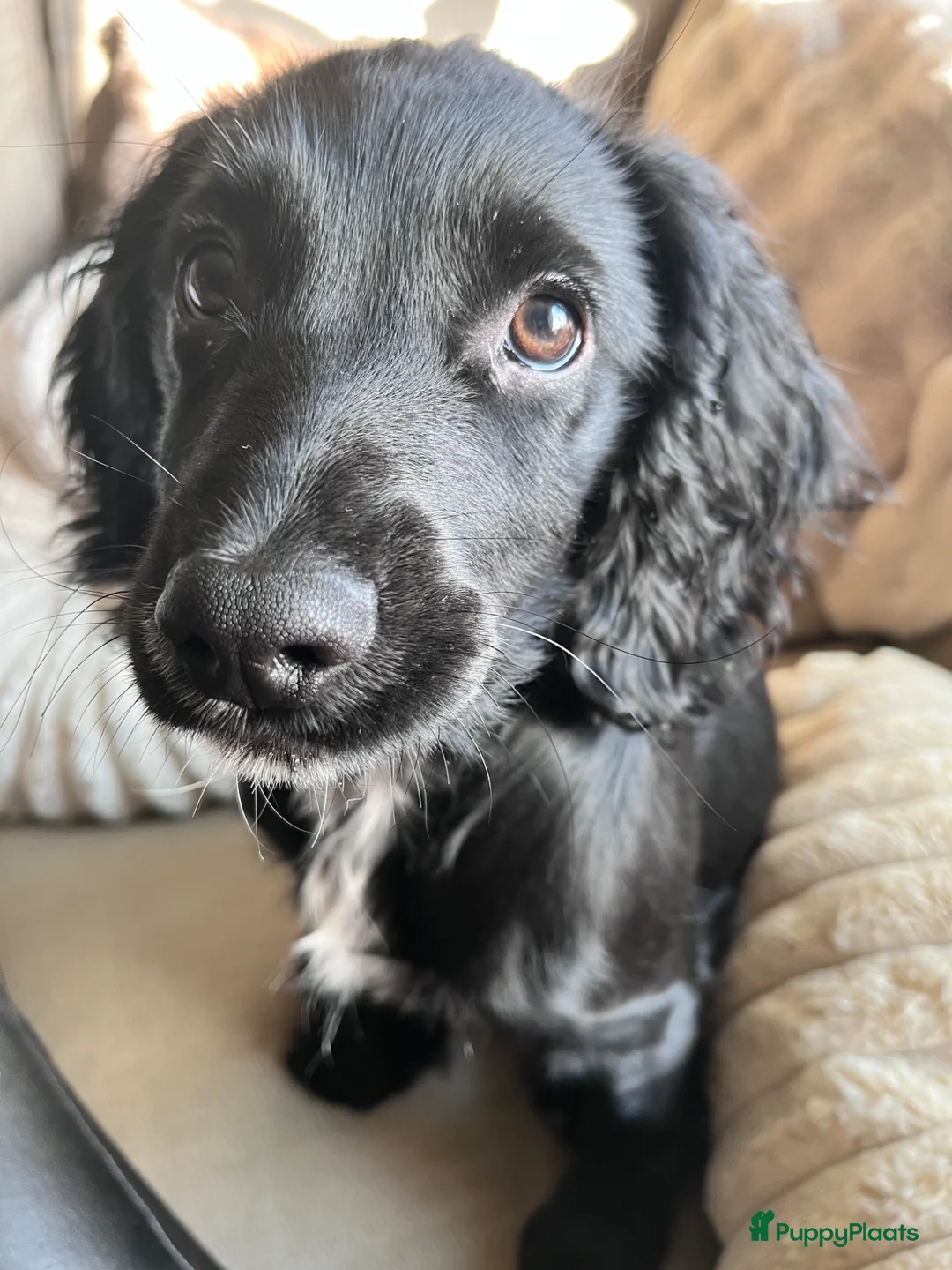 Kruising honden te koop: Zeer leergieriger Sprocker meisje  - Advertentie 5