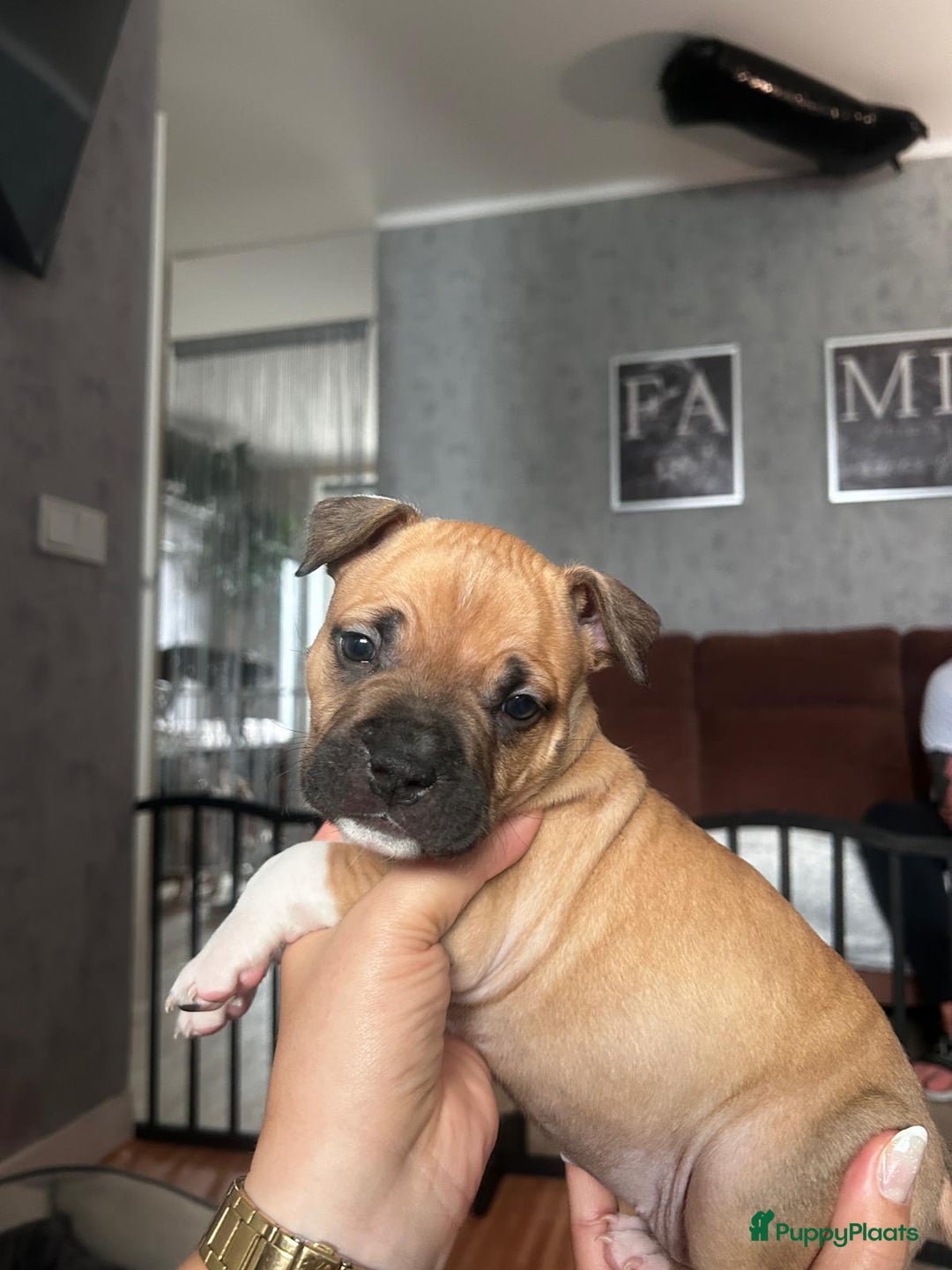 American Staffordshire Terriër honden te koop: American Staffordshire Terriers Pupps  - Advertentie 25