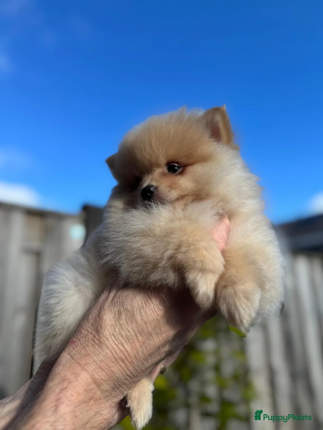 Pomeriaan honden te koop: Prachtige Pomeriaan pups  - Advertentie 3