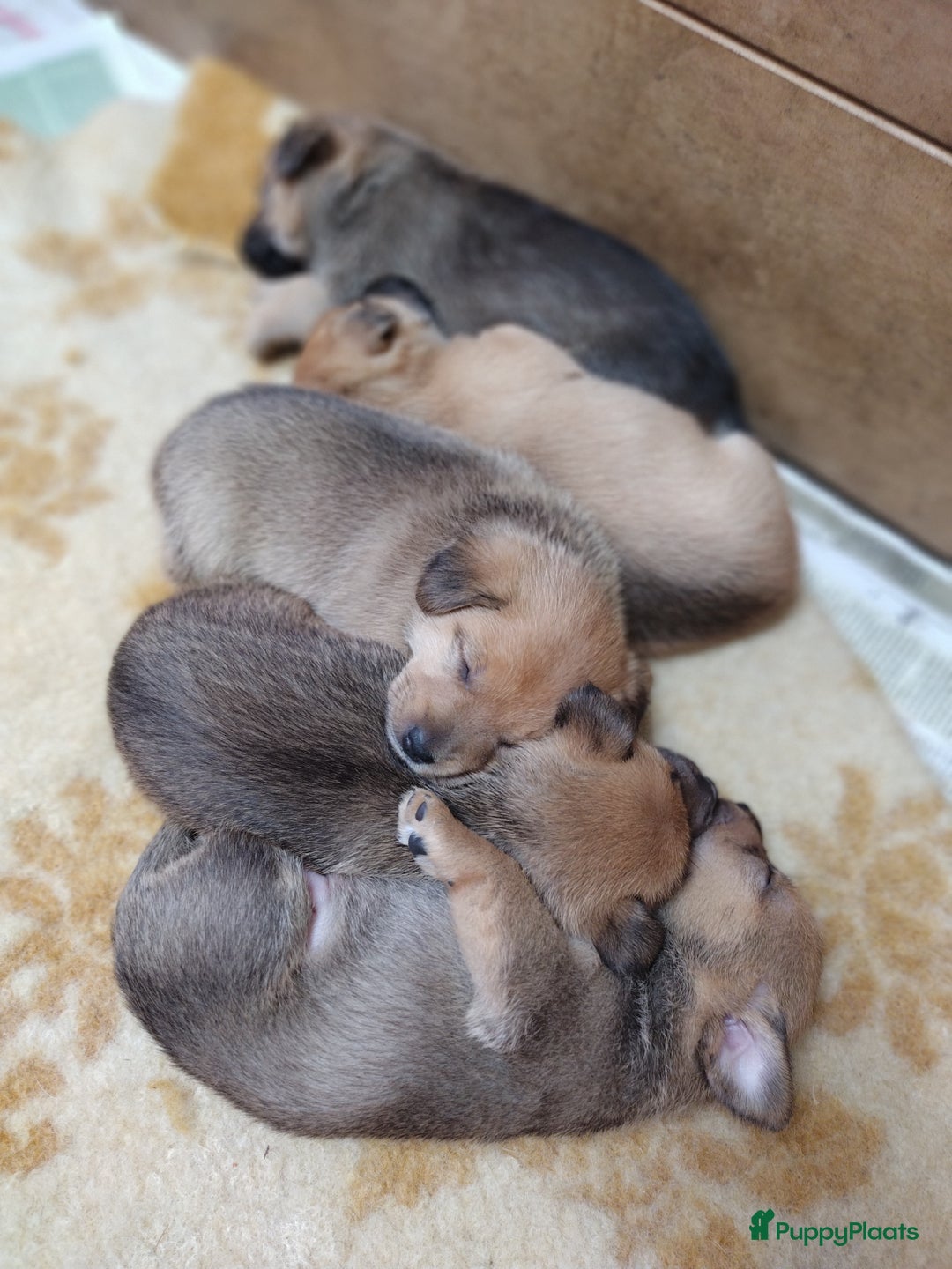 Kruising honden te koop: Jack Russell terriër kruising met pomeriaan reu in Eemnes - Afbeelding 23