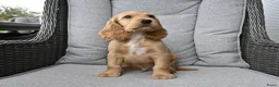 Engelse Cocker Spaniel honden te koop: Engelse Cocker Spaniel pups - Advertentie 11