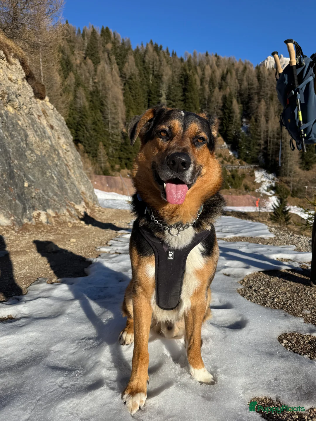Kruising honden ter dekking: Dekreu kruising Australian Shepard / Duitse Herder in Arnhem - Advertentie 1