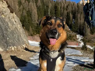 Kruising honden Dekreu kruising Australian Shepard / Duitse Herder in Arnhem - Advertentie 2