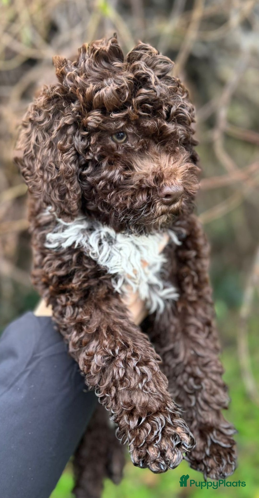 Lagotto Romagnolo honden te koop: Lagotto Romagnolo pups - Advertentie 5