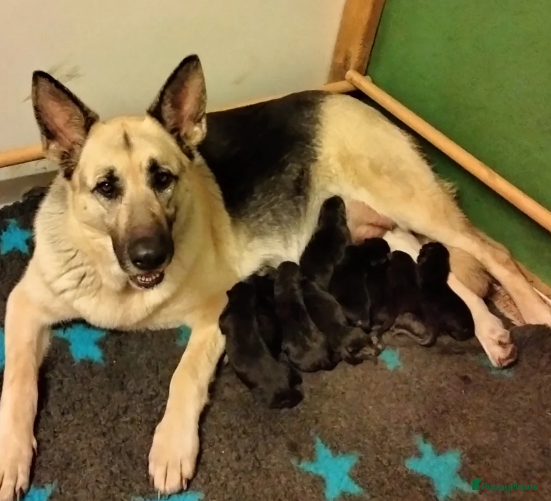 Duitse Herder honden te koop: Prachtige Oost Europese herder pups (veo) - Advertentie 6