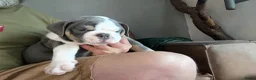 Old English Bulldog honden te koop: Prachtige Bulldog puppies - Advertentie 12