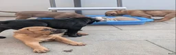 Kruising honden te koop: Lieve gesocialiseerd pups zoeken 4 ever home - Advertentie 5