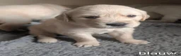 Golden Retriever honden te koop: Mooie Golden Retriever pups | Raszuiver | 4 weken - Advertentie 14