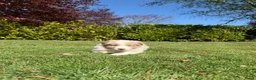 Kruising honden te koop: Australian Shepherd x Border Collie pups - Advertentie 15