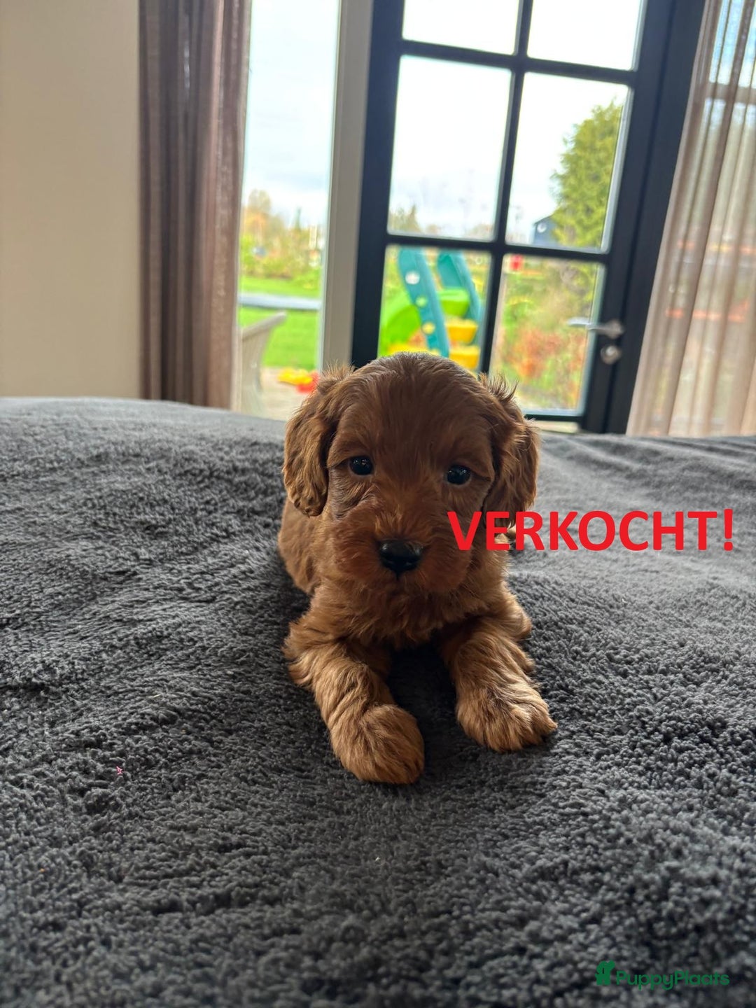 Kruising honden te koop: Mini Labradoodle F3 - Advertentie 11