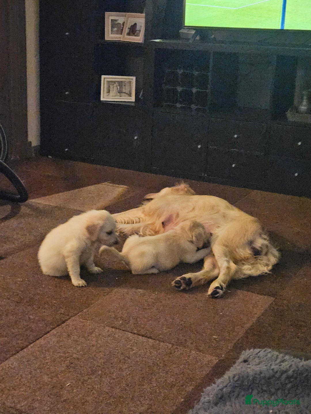 Flatcoated Retriever honden te koop: Te koop prachtige Gele Flatcoated Retriever Pups  - Advertentie 7