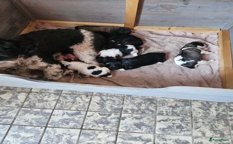 Boomer honden - Advertentie 6