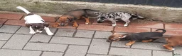 Jack Russel Terriër honden te koop: Jack russel pups REUTJES - Advertentie 3