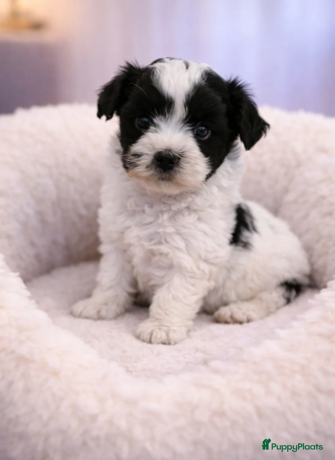 Shih Tzu honden te koop: Super mooi gezonde boomer pups. - Advertentie 6