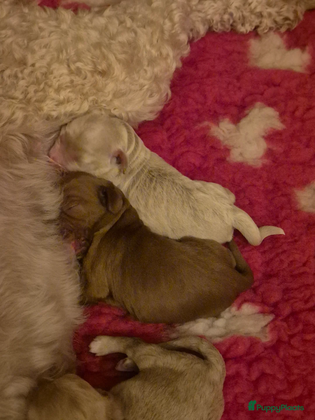 Labradoodle honden te koop: Lieve labradoodles  - Advertentie 3