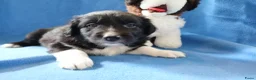 Kruising honden te koop: Prachtige puppy's Border-Collie/Golden Retriever - Advertentie 5