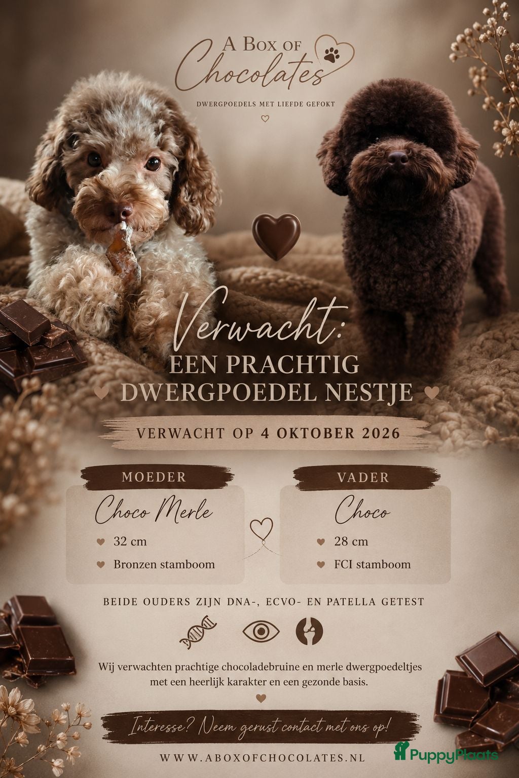 Dwergpoedel honden Choco/ Choco merle dwergpoedels - Advertentie 2