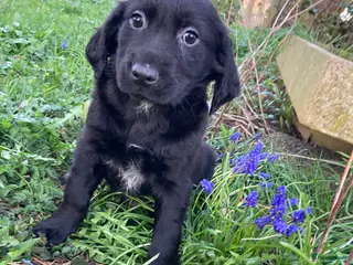 Kruising honden Bijzonder pups:schapendoesXgoldenretrieverXstabij - Advertentie 8