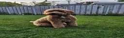 Labradoodle honden te koop: Medium Labradoodle puppy's - Advertentie 15