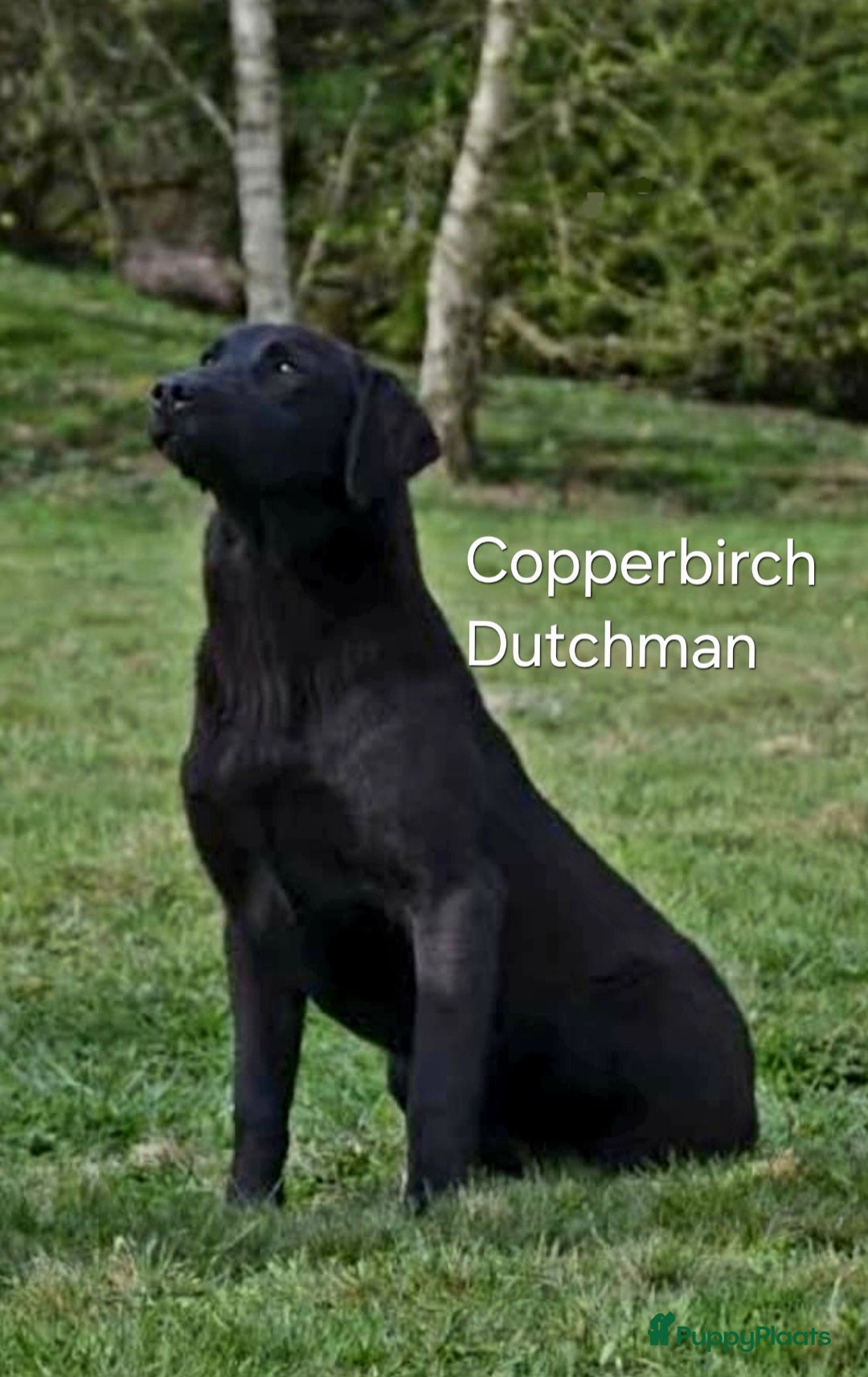 Labrador Retriever honden Zwarte Field Trial Labradorpups met goede stamboom - Advertentie 2