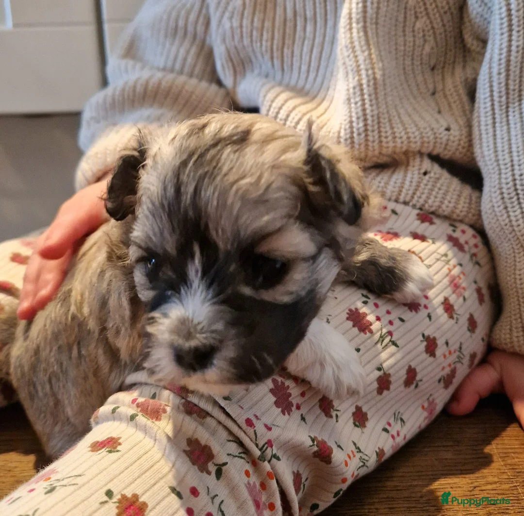 Maltipom honden te koop: Prachtig Lieve,shipom in ons gezin opgegroeid - Advertentie 11