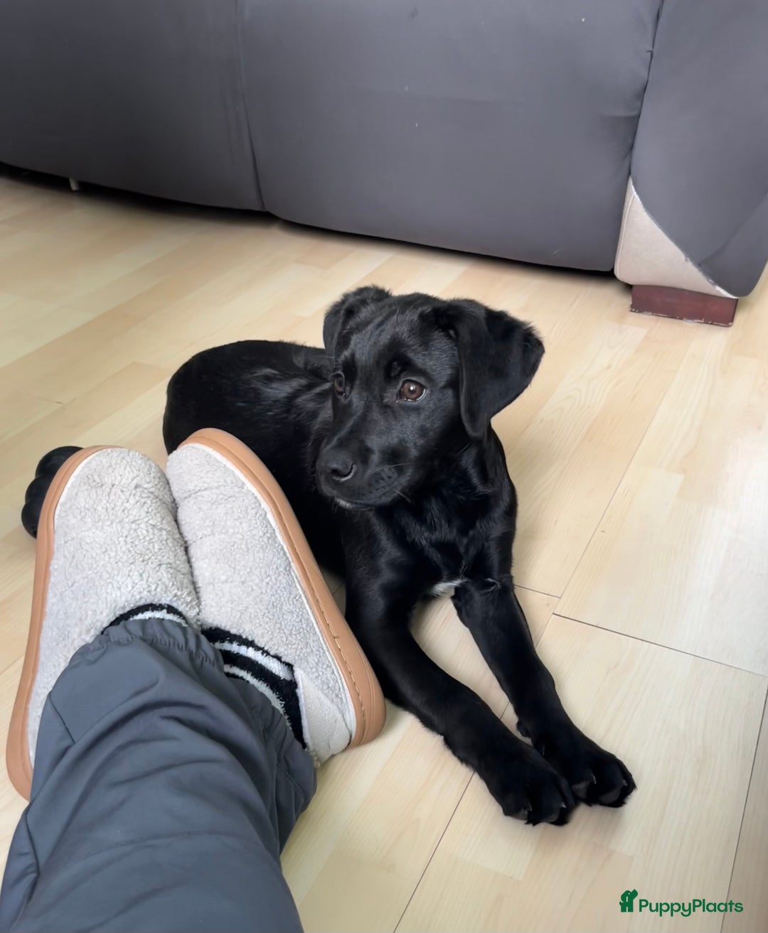 Kruising honden te koop: Labrador kruising kooiker  - Advertentie 3