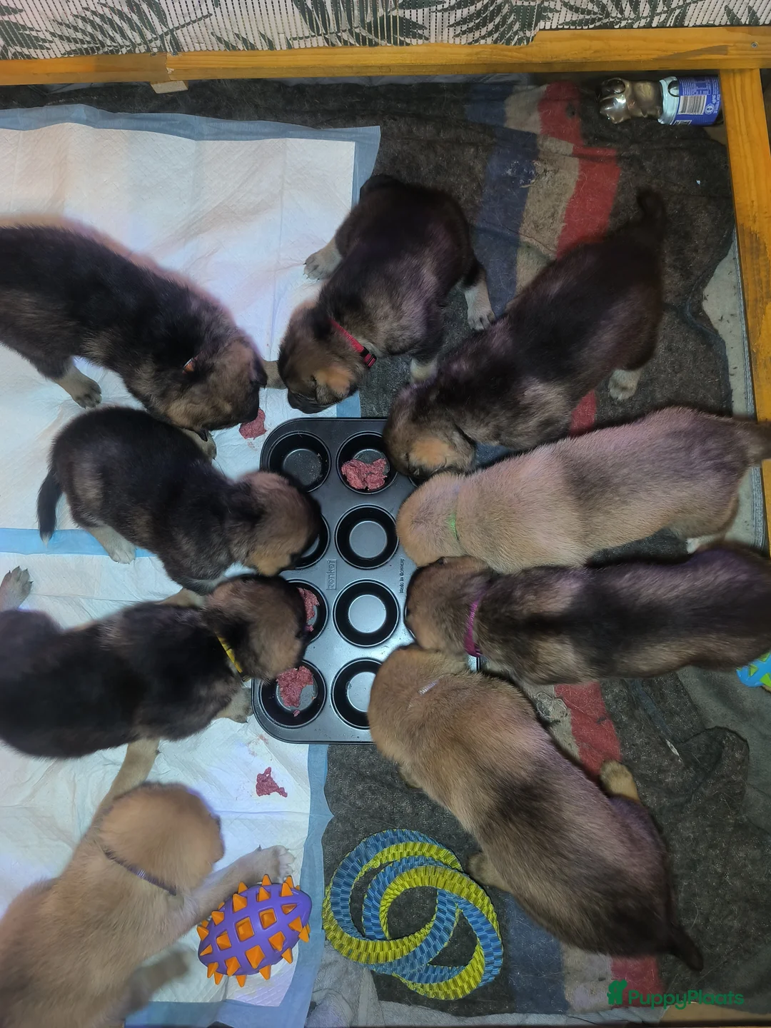 Kruising honden te koop: Tsjechoslowaakse wolfhond x Podenco-Mechel pups - Advertentie 14